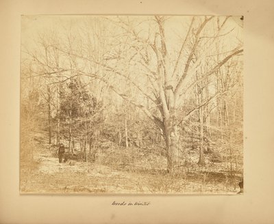 Skogen på vintern av Thomas E. Jevons