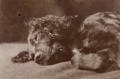 Boyce, porträtt av en setterhund av Thomas Eakins