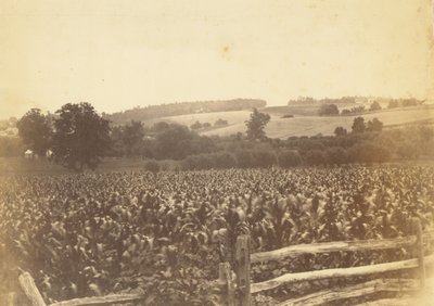 [Cornfield, Avondale, PA] av Thomas Eakins
