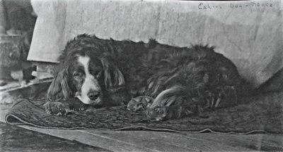 Eakins hund Harry, ca. 1880-1890. av Thomas Eakins