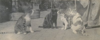 Fyra katter, ca. 1895. av Thomas Eakins