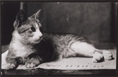 Fru Thomas Eakins katt av Thomas Eakins
