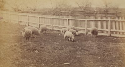 [Får i en beteshage på gården i Avondale, PA] av Thomas Eakins