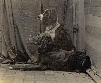 Thomas Eakins Dogs, 1884 av Thomas Eakins