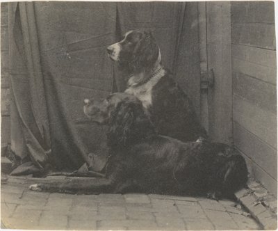 [Thomas Eakins hund Harry och en annan setter], 1880-talet, 1880-talet. av Thomas Eakins