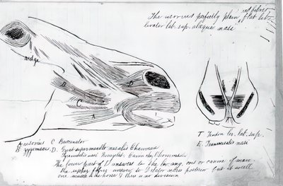Untitled Anatomical Study Of Horse