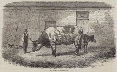 Den australiensiska Ox Tooran av Thomas Harrington Wilson