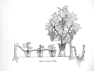 Layering vinstockar, från Thomas Mawsons "The Art and Craft of Garden Making", publicerad 1900 (gravyr) (s/v foto) av Thomas Hayton Mawson