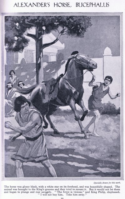 Alexanders häst, Bucephalus: hästen var glänsande svart med en vit stjärna i pannan, ca 1950 (litografi) av Thomas Heath Robinson