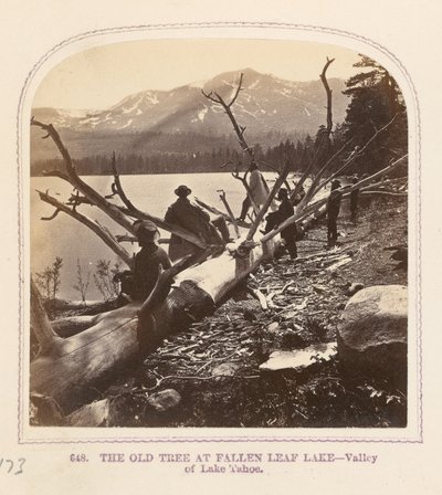 Det gamla trädet vid Fallen Leaf Lake av Thomas Houseworth