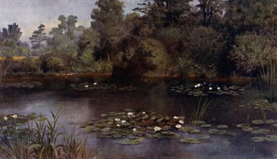 Kew Gardens: The Water Lily Pond (färg litho) av Thomas Mower Martin
