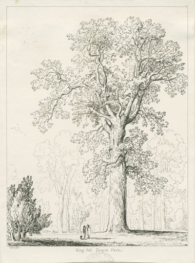 Blithfield - King Oak: ritning med penna och bläck av Thomas Peploe Wood