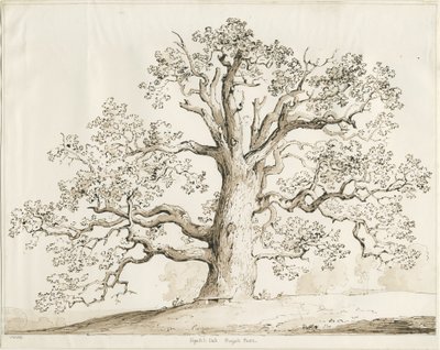 Blithfield - Squich Oak: penna och tvätt, 1837 av Thomas Peploe Wood