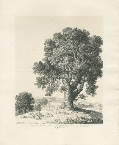 Shugborough Park - Ash Tree: ritning med penna och bläck av Thomas Peploe Wood
