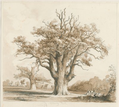 Teddesley Hall - Oak Trees: ritning med blyerts och tvätt, nd [nov 1842] av Thomas Peploe Wood