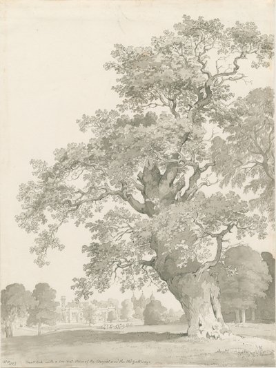 Tixall - Oak Tree: penn- och tvättritning av Thomas Peploe Wood
