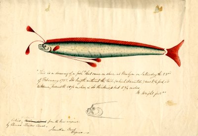 Akvarellteckning av Newlyn Oarfish (Regalecus glesne), ca 1849 (blyerts  akvarell på papper) av Thomas Quiller Couch