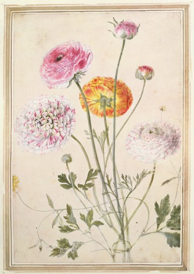 Blomsterstudie, c.1760 av Thomas Robins