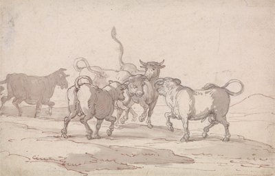 En grupp på fem tjurar som är på väg att slåss av Thomas Rowlandson