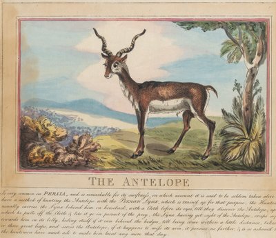 Ett set om åtta med titelsida. ”Utländska och inhemska djur.” 8. Antilopen av Thomas Rowlandson
