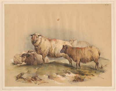 Får, nr 18 av Thomas Sidney Cooper
