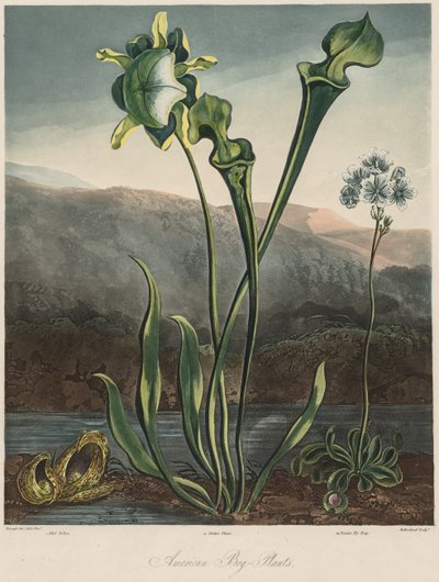 The Temple of the Flora: American Moss Plants. av Thomas Sutherland