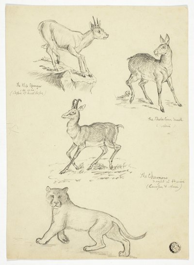 Chamois, Musk, Klipbok och Lion av Thomas Uwins