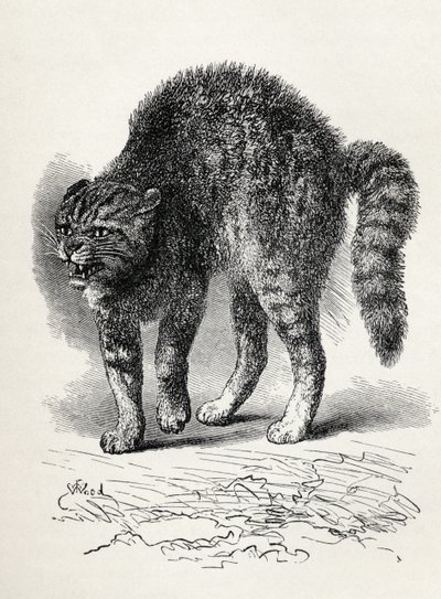 Katt skräckslagen av en hund, från Charles Darwins "The Expression of the Emotions in Man and Animals", 1872 (litho) av Thomas W. Wood