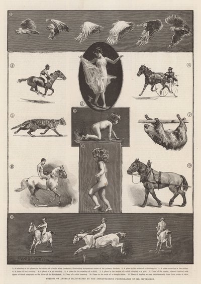 Djurens rörelser illustrerade med hjälp av Muybridges ögonblicksfotografier. av Thomas Walter Wilson