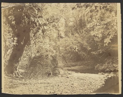 [Djungelscen: Vy över halmtakshytt av palmblad, Isthmus of Darién (Panama)] av Timothy H. O