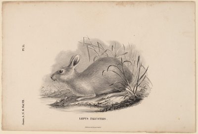 Träskhare av Titian Ramsay Peale