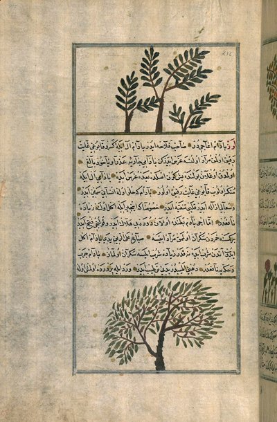 Ett rökelseträd ovanför ett mandelträd, efter en avhandling av Zakariya ibn Muhammad al-Qazwini (bläck och pigment på europeiskt papper) av Turkish School