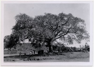 Träd med brett utbrett grenverk framför bymur, Axum, Etiopien, foto av Ugo Monneret de Villard av Ugo Monneret de Villard