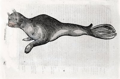 Representation av en sigillplatta illustrerad från ett manuskript av Natural History av Ulisse Aldrovandi (1522-1605), Ulisse Aldrovandi arkiv, University Library of Bologna, ed. 1603. av Ulisse Aldrovandi