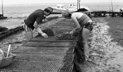 6080 C18 Ostregrower i Vendee Oyster augusti 1974 av Unbekannt