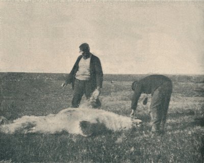 En död björn på Reindeer Island 21 augusti 1893, 1893 1897 av Unbekannt