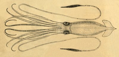 Ett diagram över jättebläckfisken, 1881. av Unbekannt