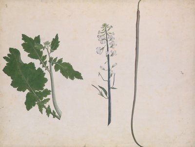 En rädisaväxt, frö och blomma, sent 1700-tal. av Unbekannt