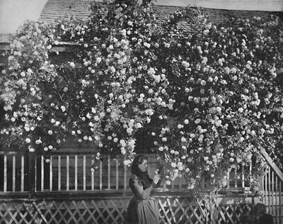A Rose-Decked Home, Southern California, c1897. av Unbekannt