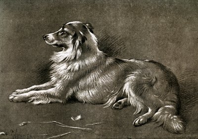 En fårhund, 1901 av Unbekannt