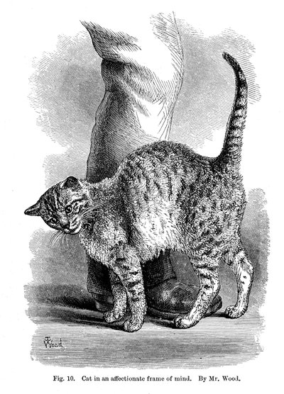 En katt i tillgiven sinnesstämning, från The Expression and Emotions in Man and Animals, 1872 av Unbekannt