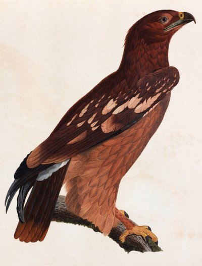 En färgillustration av en brun fågel av Unbekannt
