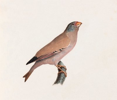 En färgillustration av en fågel av Unbekannt