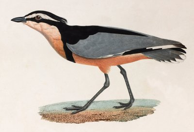 En färgillustration av en fågel av Unbekannt