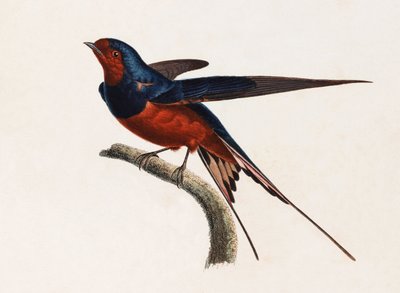 En färgillustration av en brun och blå fågel av Unbekannt