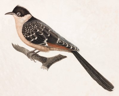 En färgillustration av en grå fågel av Unbekannt