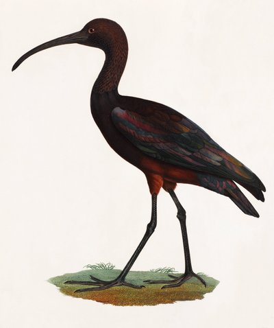 En färgillustration av en fågel med lång näbb av Unbekannt