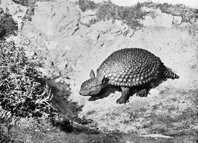 En glyptodon, 1900-talet av Unbekannt