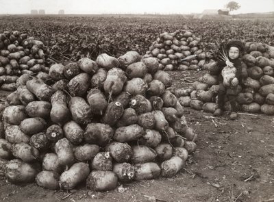 En liten flicka med högar av skördade kålrot, nära Landskrona, Sverige, 1910 av Unbekannt