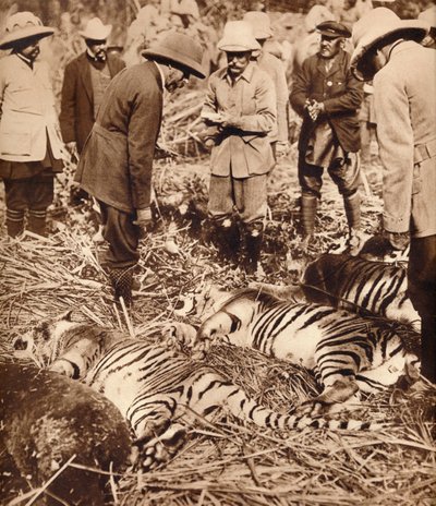 En kunglig påse med tigrar, 1911 1935. av Unbekannt